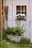 Weiße Gartentür mit Blumenkasten und Waschzuber mit Stauden