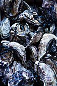 Oysters (full picture)