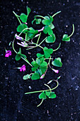 Wood sorrel with flowers