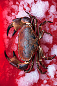 A crab with ice