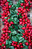 Radishes, several bunches