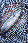 A trout in a net