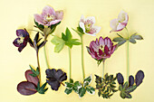 Helleborus-Tableau