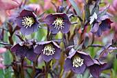 Christmas roses (Helleborus) in the garden