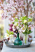 Christmas roses (Helleborus), flowers in glass vases