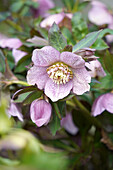 Christmas rose (Helleborus), flower portrait