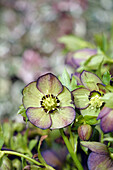 Christrose, (Helleborus), Hybride, Staude im Garten