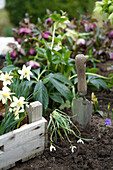 Planting snowdrops and daffodils in the ground