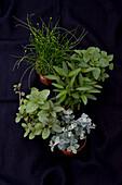 Fresh herbs with various mints