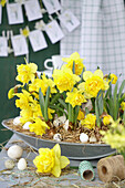 Ostergesteck mit Narzissen (Narcissus) und Wachteleiern auf Tisch