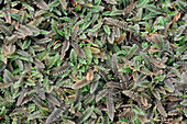 Fiederpolster (Leptinella squalida)