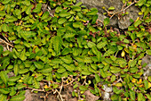 Hairless leptinella (Leptinella dioica)