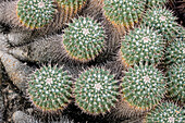 Mammillaria Kakteensammlung (Mammillaria sp.)