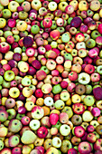Verschiedene Apfelsorten (Bildfüllend)