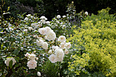 White roses in the garden