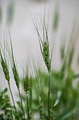 Green wheat ears in the meadow