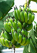 Bunch of bananas on the plant