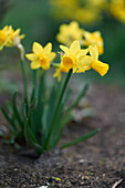 Gelbe Narzissen (Narcissus) blühend im Garten