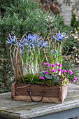 Zwerg-Iris (Iris reticulata) 'Clairette und Alpenveilchen (Cyclamen) in alter Schublade auf Terrasse