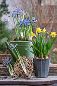 Narzissen (Narcissus) 'Tete a Tete' und Zwerg-Iris (Iris reticulata) 'Clairette' in alter Gießkannen eingepflanzt