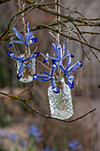 Zwerg-Iris (Iris reticulata) 'Clairette' in kleinen Glasvasen am Baum hängend, hängende Blumensträuße