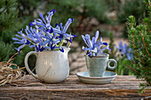 Zwerg-Iris (Iris reticulata) 'Clairette' als Blumenstrauss in Milchkanne und Kaffeetasse
