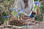 Frau beim Kranzbinden, gewundener Kranz aus Hartriegel und Chinaschilf mit Zwerg-Iris (Iris reticulata) 'Clairette'