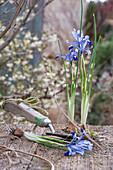 Zwerg-Iris (Iris reticulata) 'Clairette' mit Wurzelknollen auf Schaufel