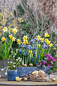 Narzissen 'Tete a Tete', Traubenhyazinthen (Muscari), 'White Magic', Zwerg-Iris (Iris reticulata) 'Clairette' in Töpfen mit Osterdeko