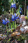 Zwerg-Iris (Iris reticulata) 'Purple Hill' im Garten eingepflanzt