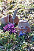 Zwerg-Iris (Iris reticulata) 'Purple Hill' im Beet eingepflanzt