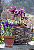 Zwergiris (Iris reticulata) 'Purple Hill' und Krokus (Crocus) in Töpfen auf der Terrasse