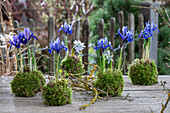 Zwerg-Iris (Iris reticulata) im Moosbett und Puschkinie  (Puschkinia scilloides) auf Gartentisch