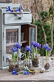 Einpflanzen von Zwerg-Iris (Iris reticulata) in Gläsern vor alter Kommode auf der Terrasse