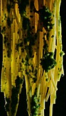 Spaghetti with wild garlic pesto