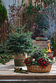 Weihnachtsbaum mit Lichterkette, Korb mit Scheinbeere (Gaultheria procumbens), Christrose (Helleborus Niger) und Stechpalme