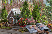 Adventsdeko mit Lebkuchenhaus, Scheinbeere (Gaultheria procumbens), Erika (Calluna), Tannenzapfen, Stechpalme, Fichtenbäumchen und Lebkuchen auf Gartentisch