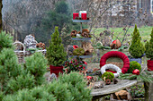 Winterdeko im Garten mit Etagere aus Kerzen, Zapfen, Christbaumkugeln, Moos, Zuckerhut-Fichte 'Conica' (Picea glauca)