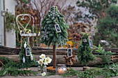 Minichristbäumchen gesteckt aus Zweigen der  Kanadischen Hemlocktanne (Tsuga canadensis) und Stech-Fichte (Picea pungens, Christrose (Helleborus Niger) in Vase, Weihnachtsdeko auf der Terrasse