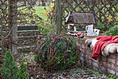 Clematisranken, Weinranken, und Thujenzweige (Thuja) zur Kugel geflochten, Sitzplatz auf Mauer mit Vogelhäuschen im Garten