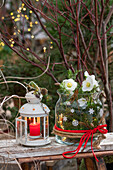 Weihnachtliches Gesteck, Schneerose (Helleborus Niger) und Nadelzweigen im Glas, Windlicht auf Holzbank im Garten