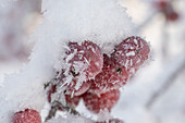 Zierapfelzweige (Malus), Früchte mit Eiskristallen angefroren, close-up