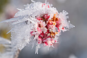 Gemeiner Schneeball (Viburnum), Beeren mit Eiskristallen angefroren, Makro