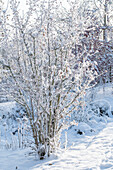 Strauch Gemeiner Schneeball (Viburnum), tief verschneit im Winter