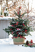 Weihnachtsbaum mit Zieräpfeln geschmückt im verschneiten Garten