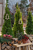 Weihnachtliche Terrasse, Zypressen im Topf, Stechpalme (Ilex) und Äpfel im Korb,  Christbaumanhänger und Holzstoß