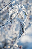 Zweige und Blätter mit Eiskristallen angefroren bei Rauhreif, close-up