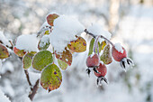 Hagebuttenzweig mit Schnee und Eis angefroren