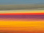 Abstract of rows of tulips at farm