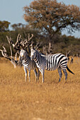 Zebras. Camelthorn Lodge. Hwange-Nationalpark. Simbabwe.
